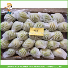 Super qualité Fresh Shandong Pear